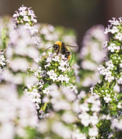 abelhas de jardim de vida selvagem em uma flor