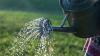 11 způsobů, jak šetřit vodou doma: uvnitř i venku na zahradě