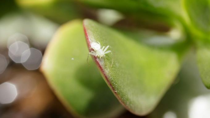 Come sbarazzarsi degli acari di ragno: un acaro di ragno su una pianta d'appartamento - GettyImages-1297939157