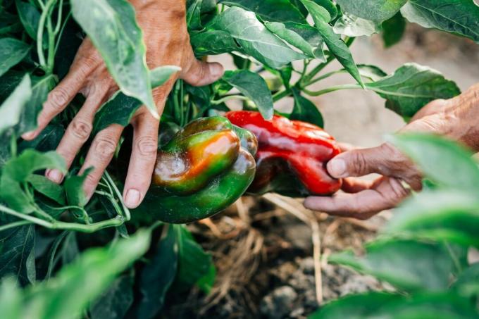 hur man odlar peppar