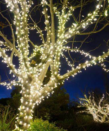 Sıcak beyaz Noel ışıklarına sarılmış açık hava ağacı
