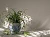 10 καλύτερα φυτά μπάνιου-πράσινο με χαμηλό φωτισμό και υγρασία για το χώρο σας