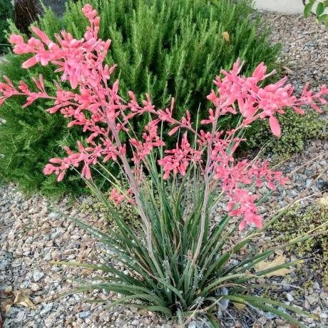 Yucca plante med lyserøde blade
