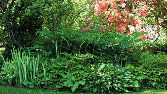 აყვავებულ მწვანე ფოთლები და Polygonatum ფანტასტიკურია ჩრდილის ბაღებისთვის