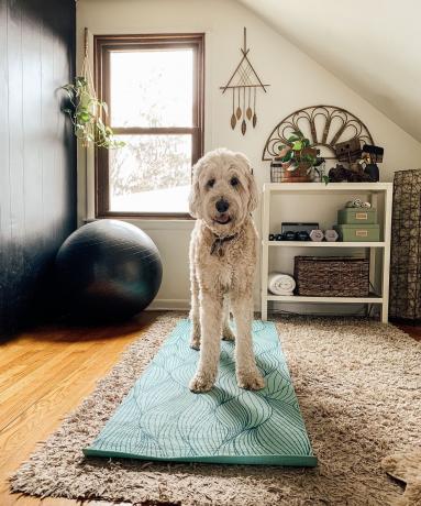 Scatole e cestini per la palestra di casa con tappetino da yoga macrame piante palla e cane