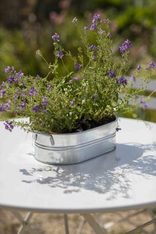 Mažas metalinis sodinukas su rankenomis, purpurinėmis gėlėmis apsodintas ant balto apvalaus sodo stalo
