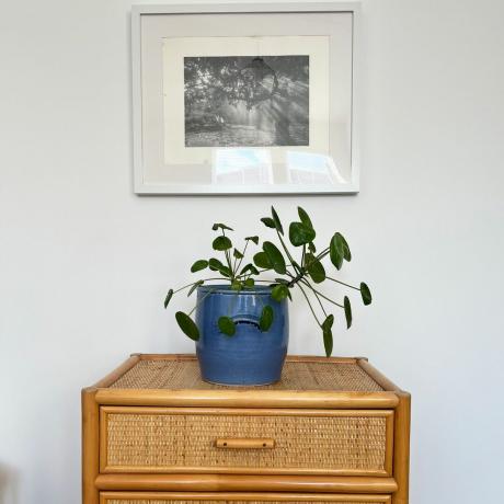 Плетений комод із синім горщиком і грошовим деревом під фотографією в рамці