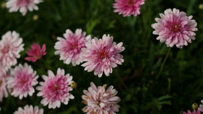 Розовые хризантемы (мама) цветы