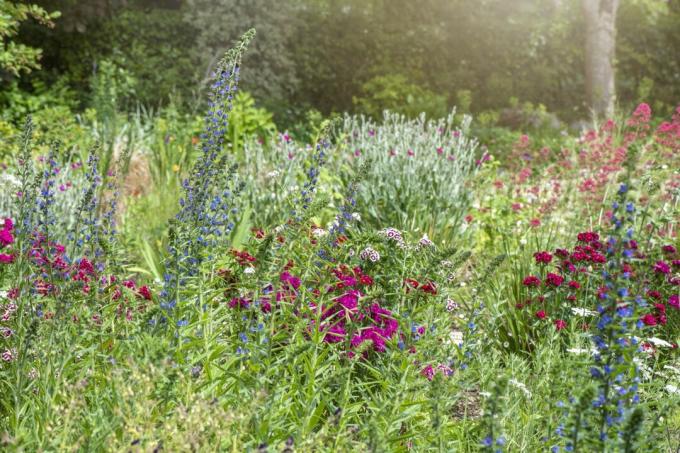 Dabiska dārza sieta izveidošana ar vasaras ziediem