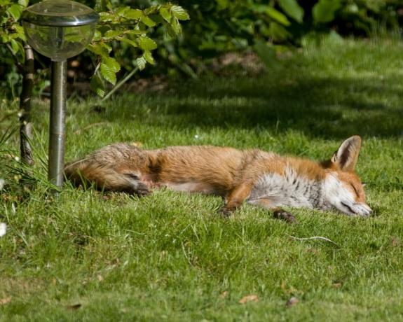 芝生の上で昼寝をするキツネ