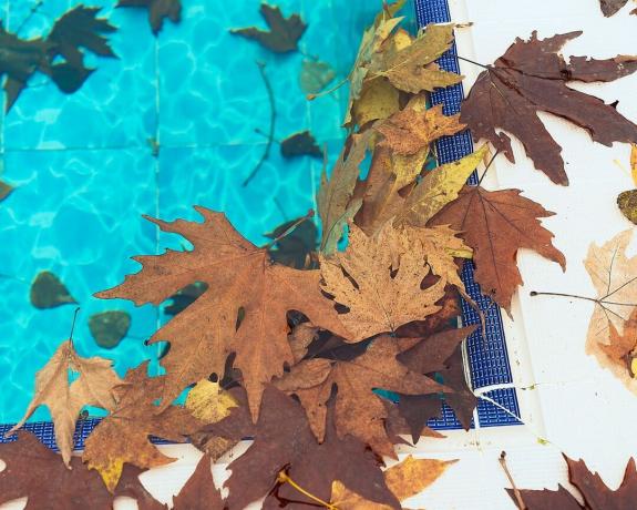 folhas caem na água da piscina