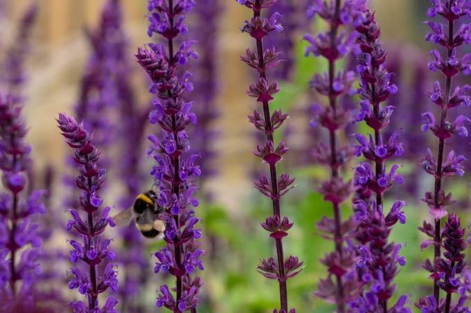 Wyevale Garden Centerin laventeli -mehiläisystävälliset kukat