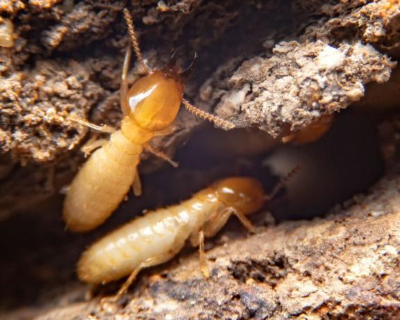كيفية التعرف على البق - النمل الأبيض - GettyImages-1226368259