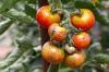 Hvornår skal man plante tomater: herunder tips om hvordan og hvor man skal plante dem