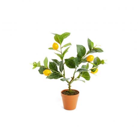 rastlina kvetináča z umelého citrónu