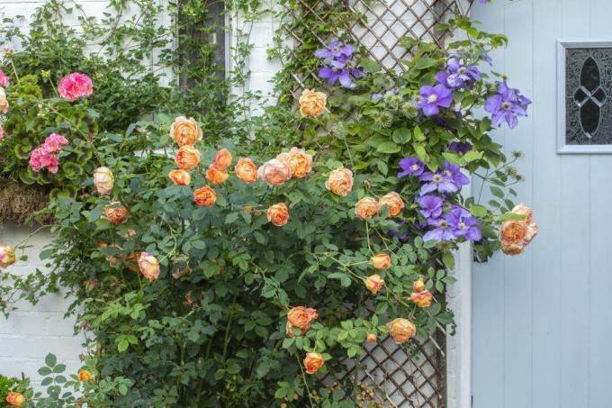 rose da giardino cottage e clematidi intorno alla porta sul retro