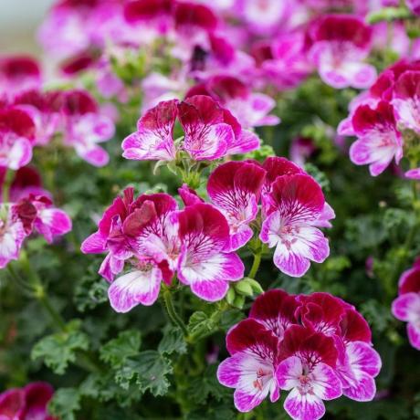פרחים קלים לגידול: פלרגוניום 'דואט טיפ טופ'
