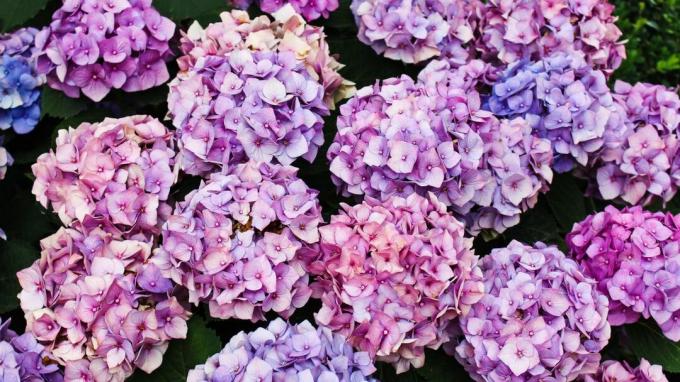 Hortensien sind die Instagram-Blume des Jahres 2019