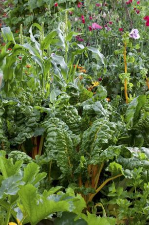 légumes et fleurs de jardinage biologiques plantés ensemble