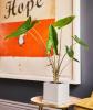 Svelate le piante d'appartamento più preziose