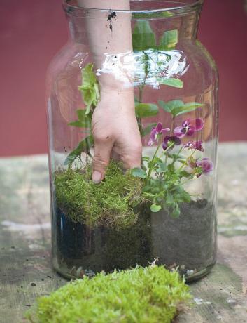 Trinn fem om hvordan du lager et terrarium: tilsett mose på toppen av komposten