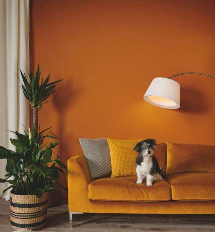 orange sofa med hund på fra john lewis & partners