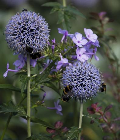 Pčele na cvjetovima ehinopsa