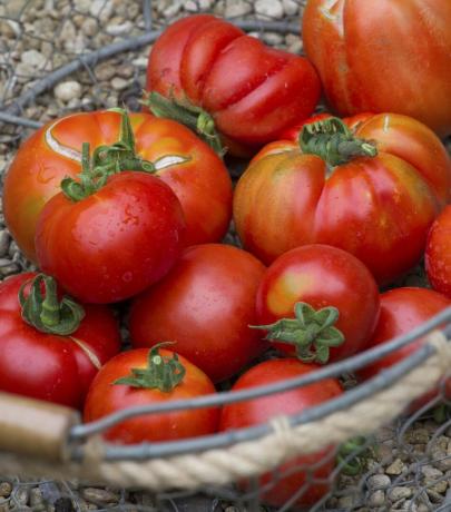 Tomates colhidos em uma plantação de jardim