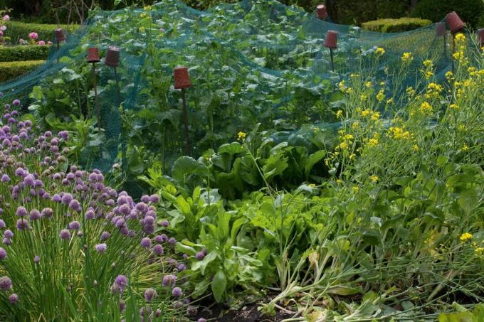 Cultivos bajo redes en un jardín de verduras