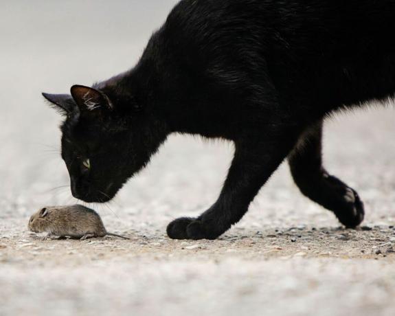 la differenza tra ratti e topi: un gatto e un topo - GettyImages-685846394