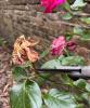 Cómo cortar rosas muertas para que florezcan más en verano