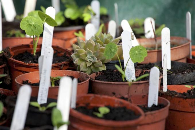 frøplanter potte opp for sparsommelig hagearbeid