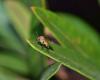 Jak identifikovat škůdce pokojových rostlin - komáři, roztoči, mšice a další pomocí obrázků