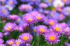 Lilla blomstrende hageplanter: 11 beste kjøp for grensene dine