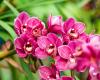 Ska man vattna en orkidé med isbitar? Vi frågade en orkidéodlare...