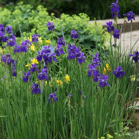 Iriser er den mest instagrammable blomsten i 2019