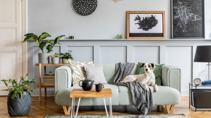 Modern nappali kanapéval, puha bútorokkal, nyomatokkal és egy kutyával