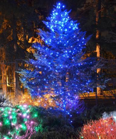 Bir Noel ağacında açık mavi Noel ışıkları