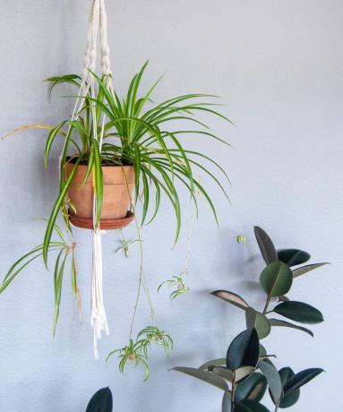 DIY vešiak na rastliny makramé s rastlinami v črepníkoch.