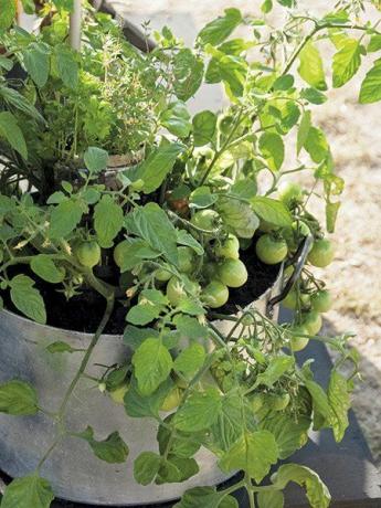 Cacerola de jardinería en contenedor plantado con tomates