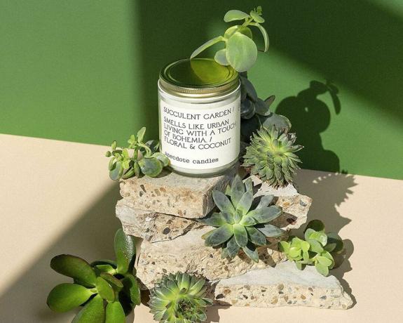 Anekdote Succulent Garden kaars in pot omringd door vetplanten voor groene achtergrond