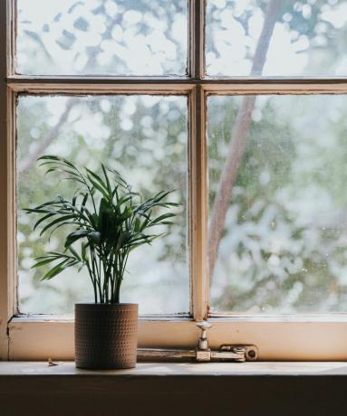 Una finestra con una pianta davanti