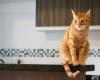 Cómo mantener a los gatos alejados de los mostradores: 7 formas inteligentes