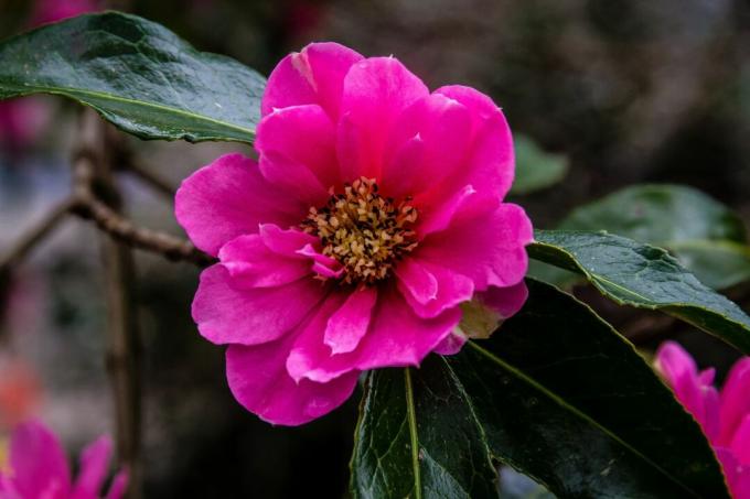 Camellia skutt av Graeme Scott, Flickr