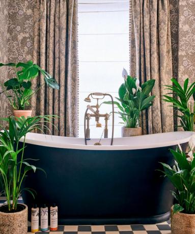 Roll top banyolu banyoda düzenlenmiş ev bitkileri