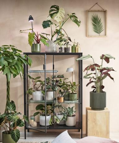 evde cam dolapta düzenlenmiş ev bitkileri
