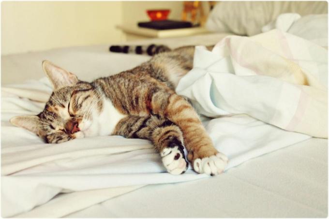 マットレスケア：白い寝具の猫