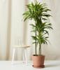 Dracaena-Pflanzen sind unsere neue Zimmerpflanzen-Obsession