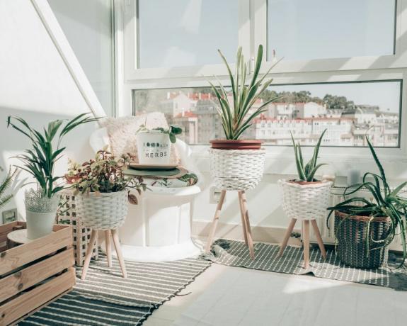 Stueplanter i hvite kurver i en moderne stue