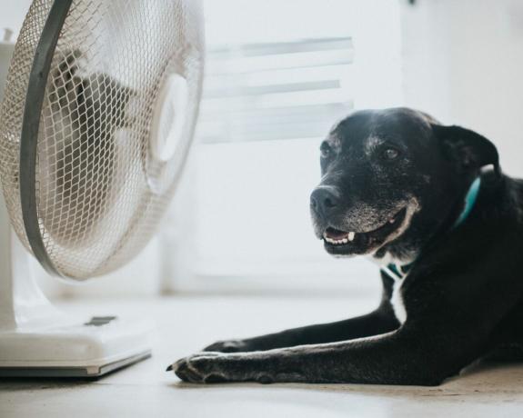 куче седна до вентилатор